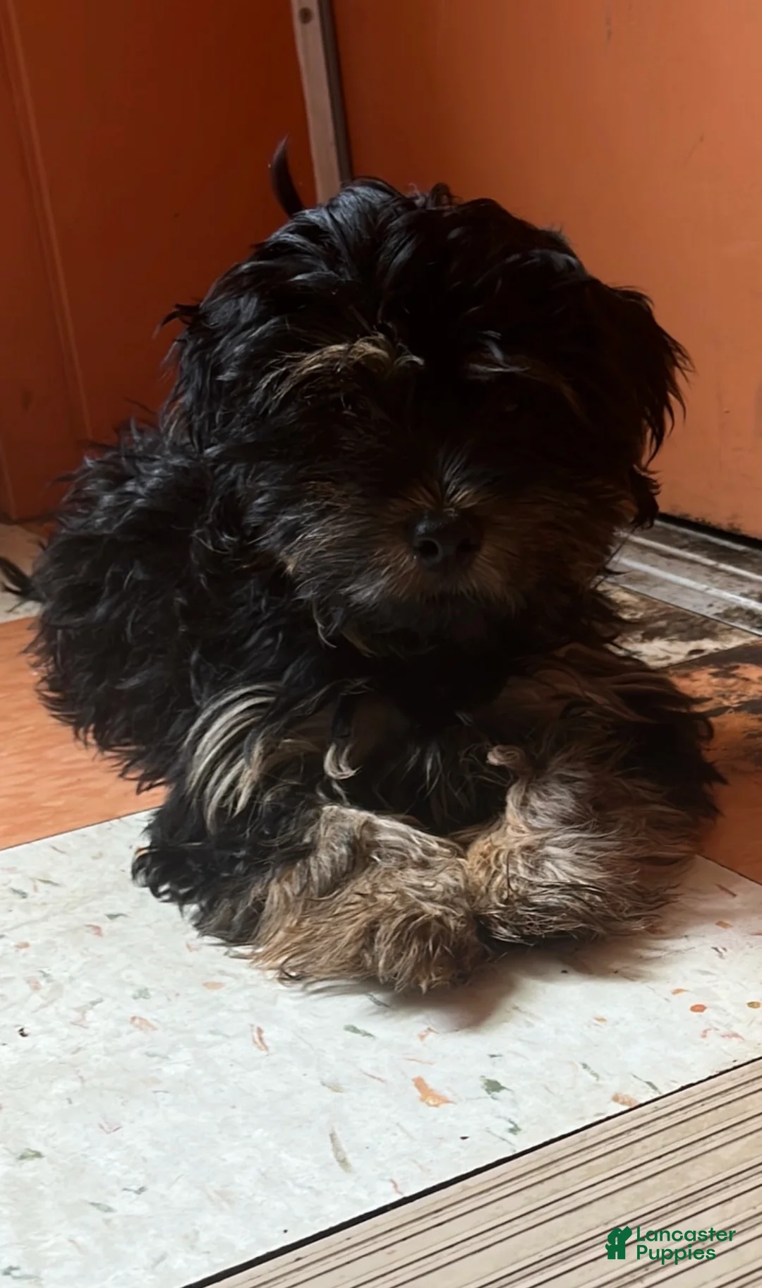 Yorkshire Terrier dogs for sale: Yorkshire Terrier 1 - Ad 2
