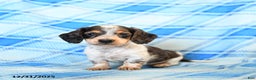 Miniature Dachshund dogs for sale: Splashes - Ad 1