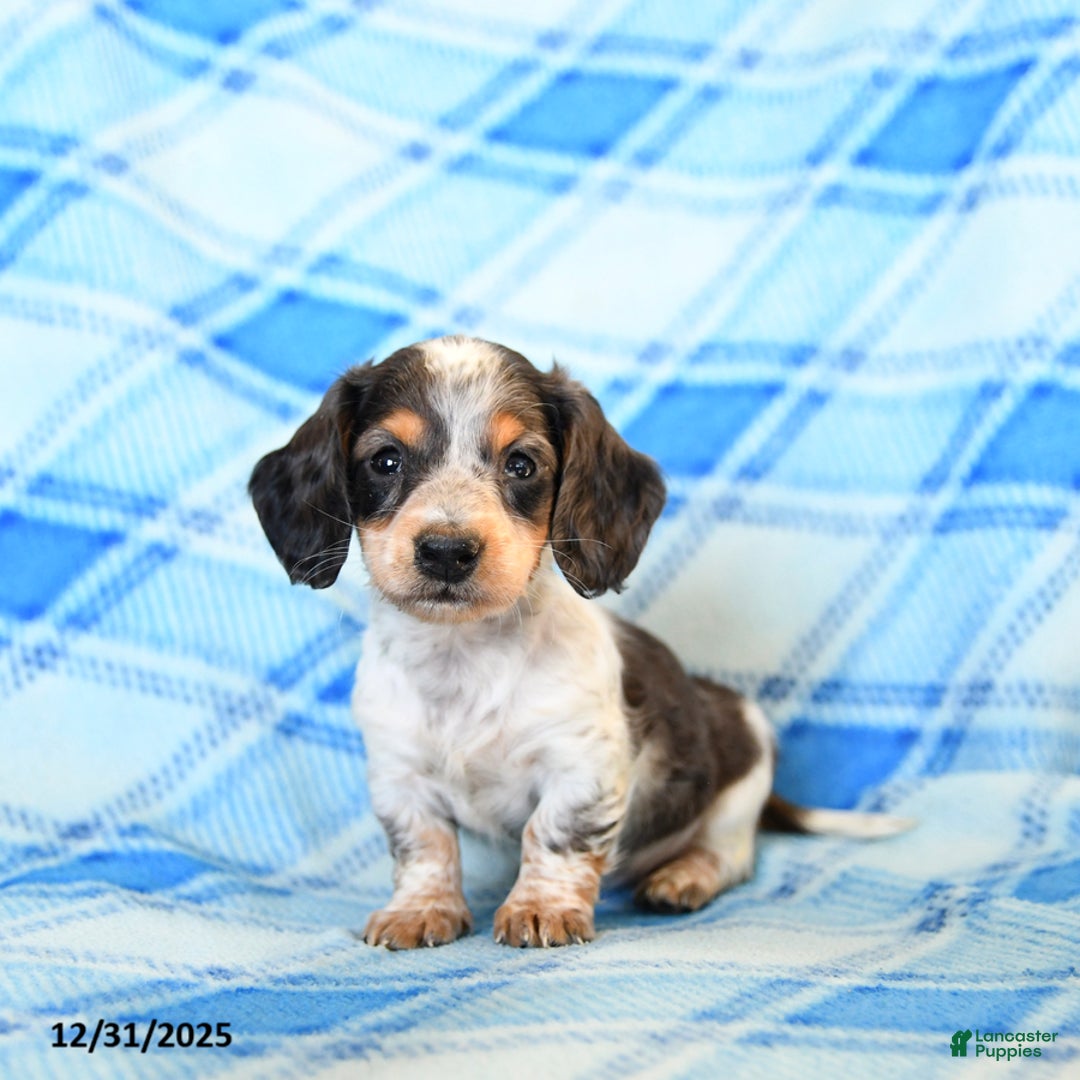 Miniature Dachshund dogs for sale: Splashes - Ad 1