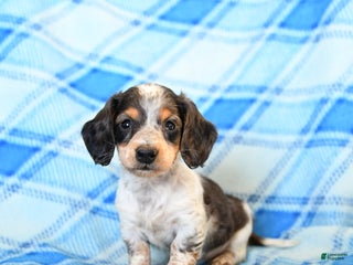 Miniature Dachshund dogs Splashes - Ad 16