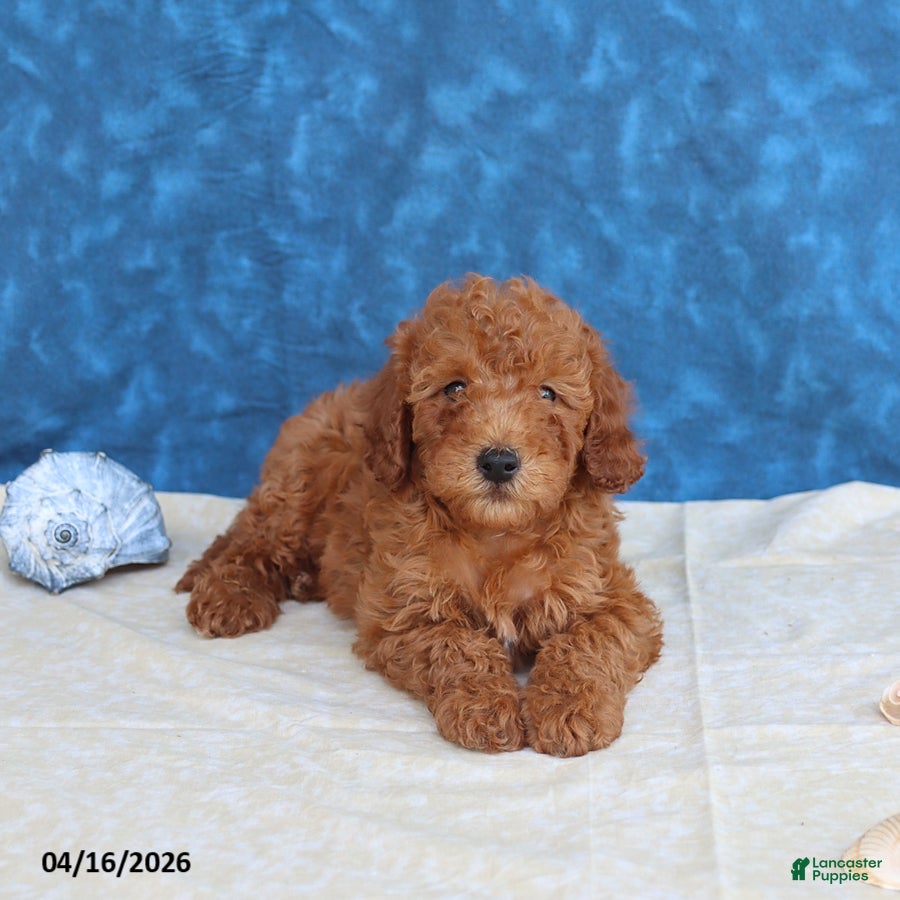 Mini Goldendoodle dogs Bowser - Ad 2