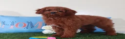 Mini Goldendoodle dogs for sale: Roxanne-Sweet Female Mini Goldendoodle Puppy - Ad 3