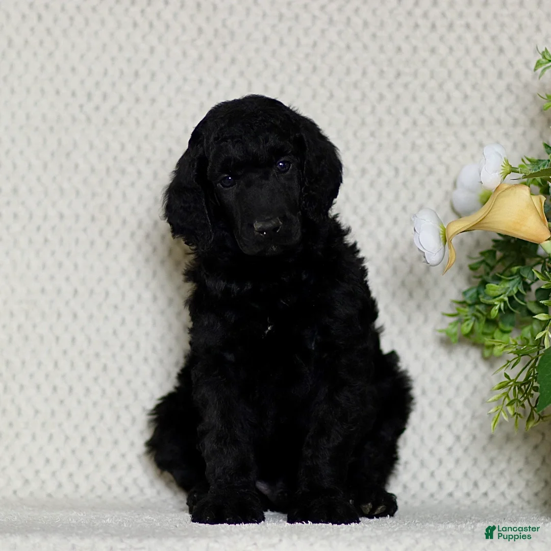 Standard Poodle dogs for sale: Trevor - Ad 2