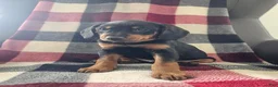 Mixed Breed dogs for sale: Cody - Ad 1