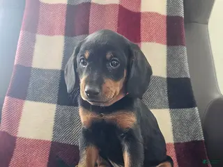 Mixed Breed dogs for sale: Cody - Ad 4