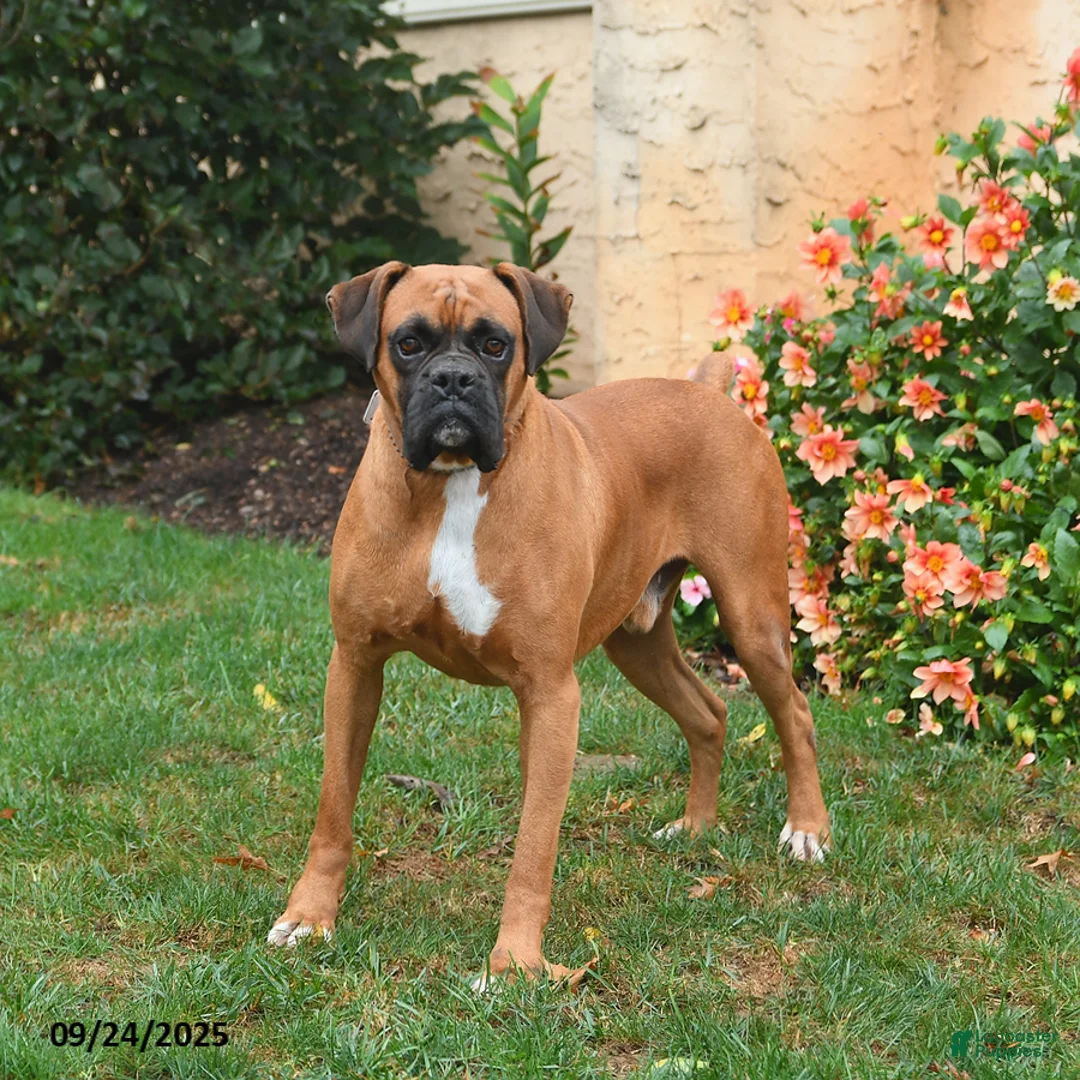 Boxer dogs for sale: Meadow - Ad 5