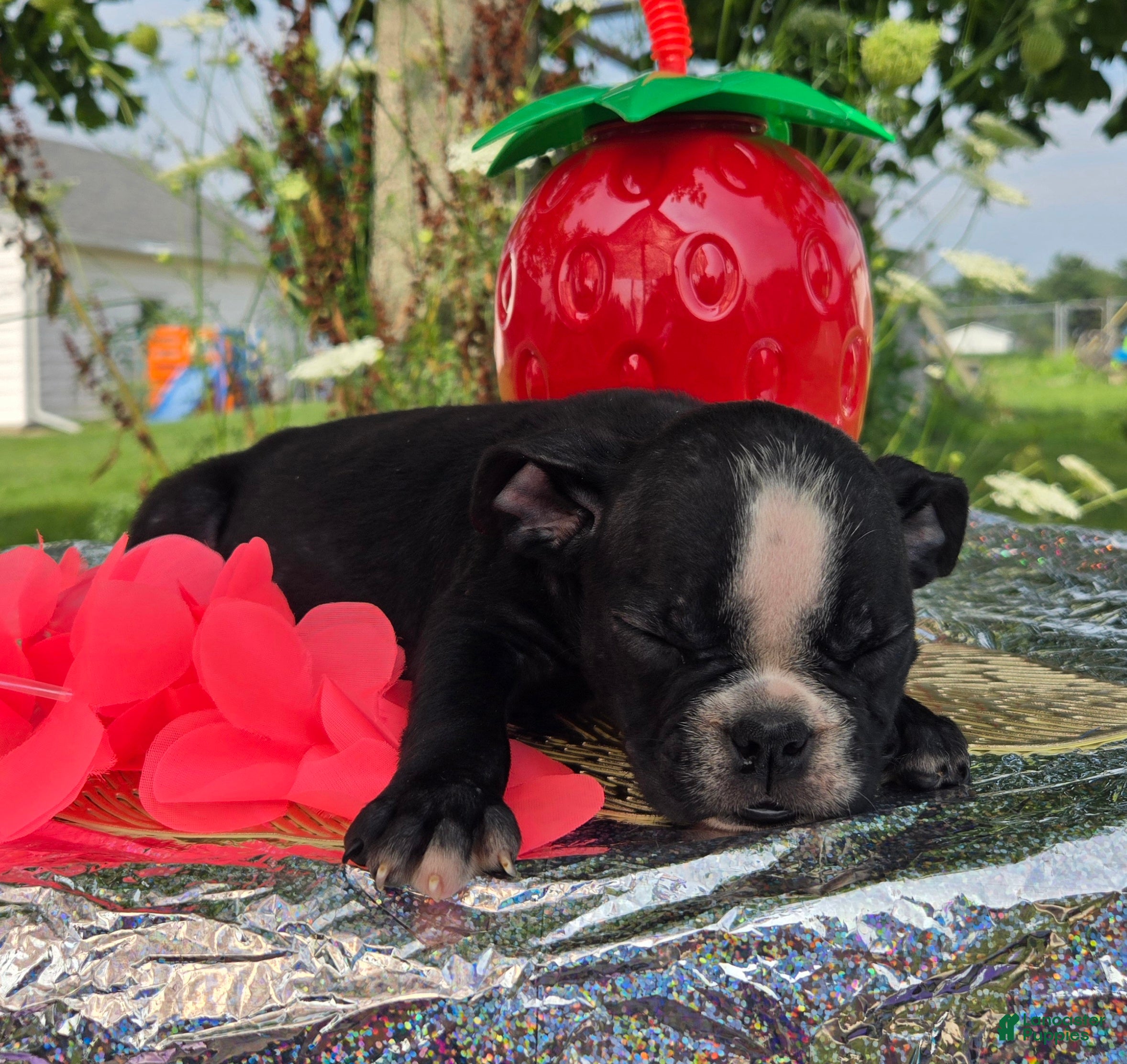 Olde English Bulldogge dogs Jessie - Ad 1