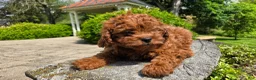 Cavapoo dogs for sale: Henry - Ad 12