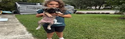 English Mastiff dogs for sale: Banshee  - Ad 4
