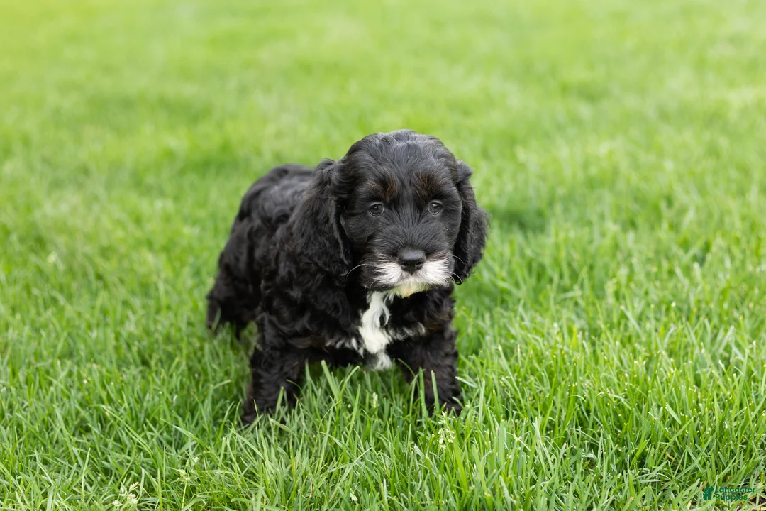 Cockapoo dogs for sale: Buster  - Ad 2