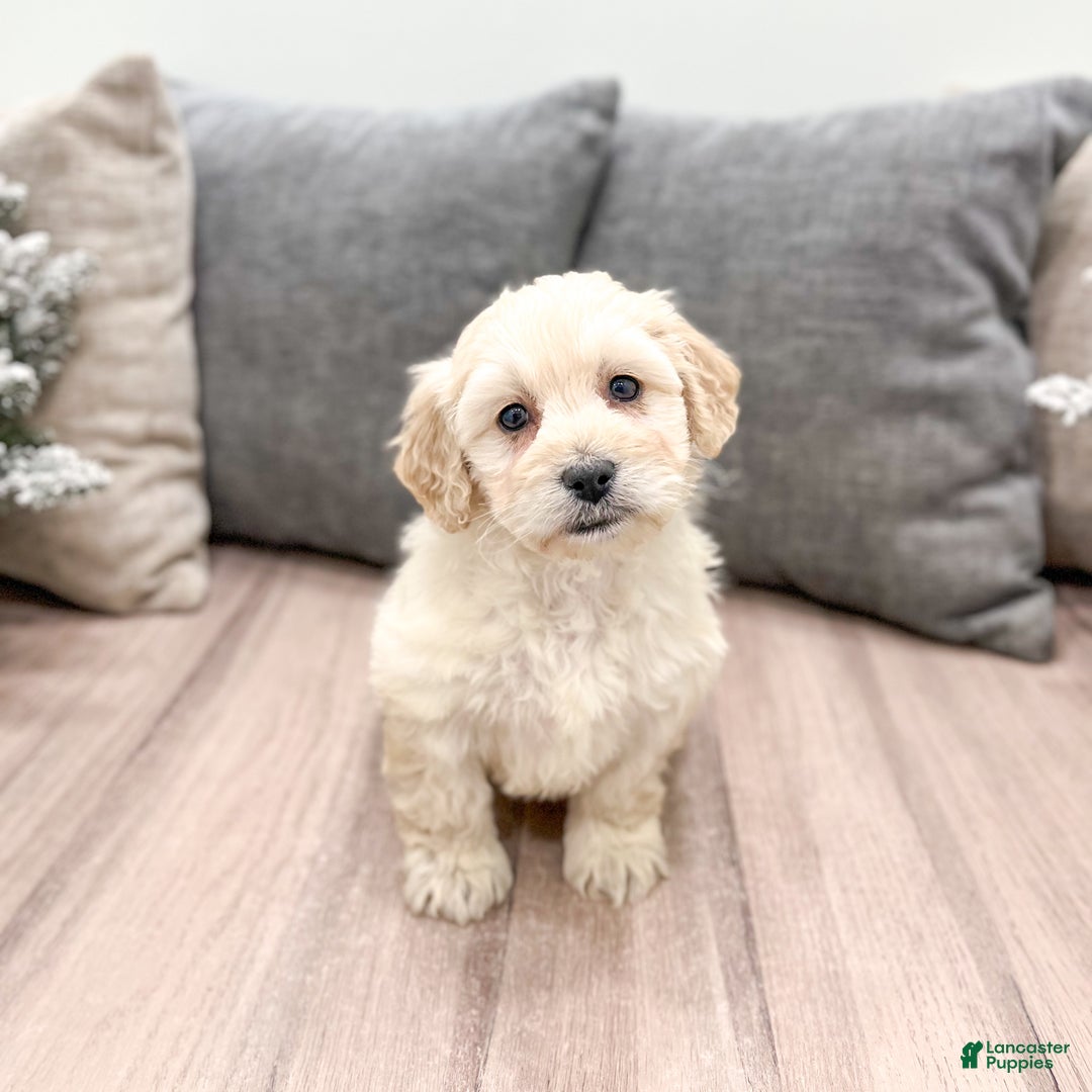 Goldendoodle dogs for sale: Chloe - Ad 5