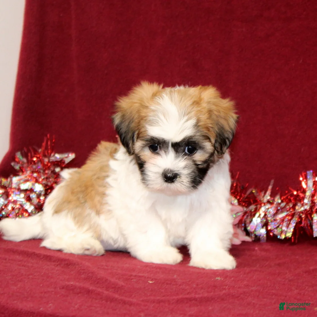 Teddy Bear dogs for sale: Zelda - Ad 4