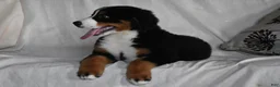 Bernese Mountain Dog dogs for sale: Maggie - Ad 7