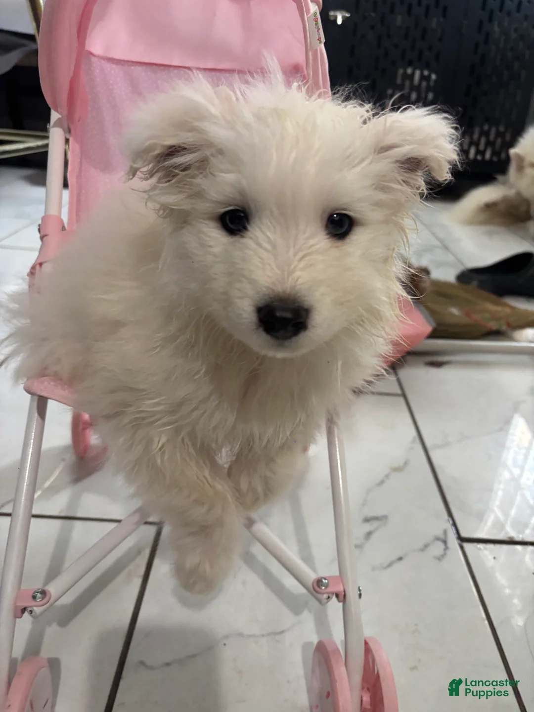 Samoyed dogs for sale: Samoyed Puppy 1 - Ad 1