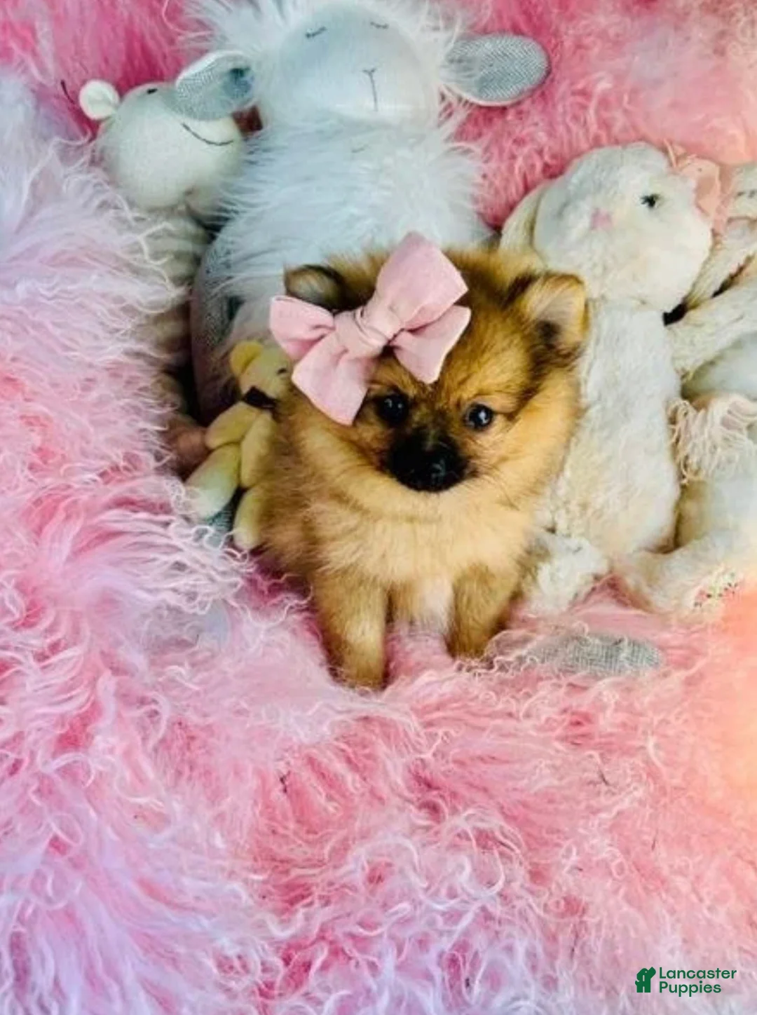 Pomeranian dogs for sale: Teacup Pomeranian 1 - Ad 2