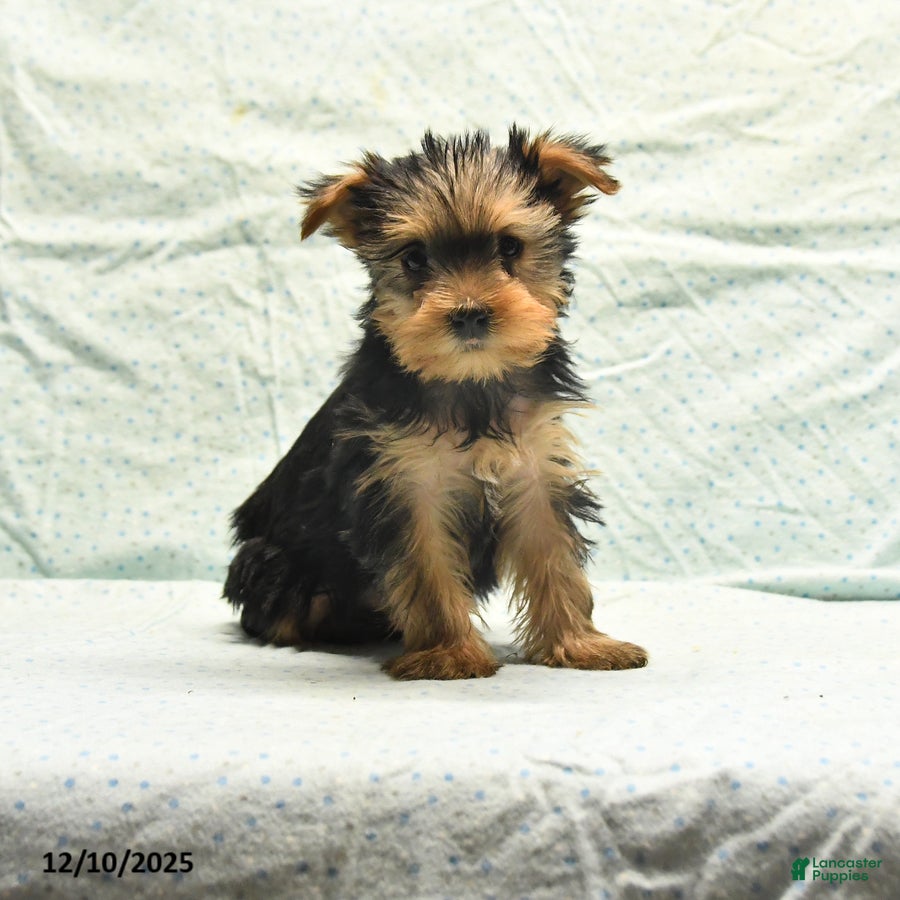 Yorkshire Terrier dogs Earl - Ad 21