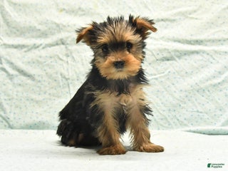 Yorkshire Terrier dogs Earl - Ad 33