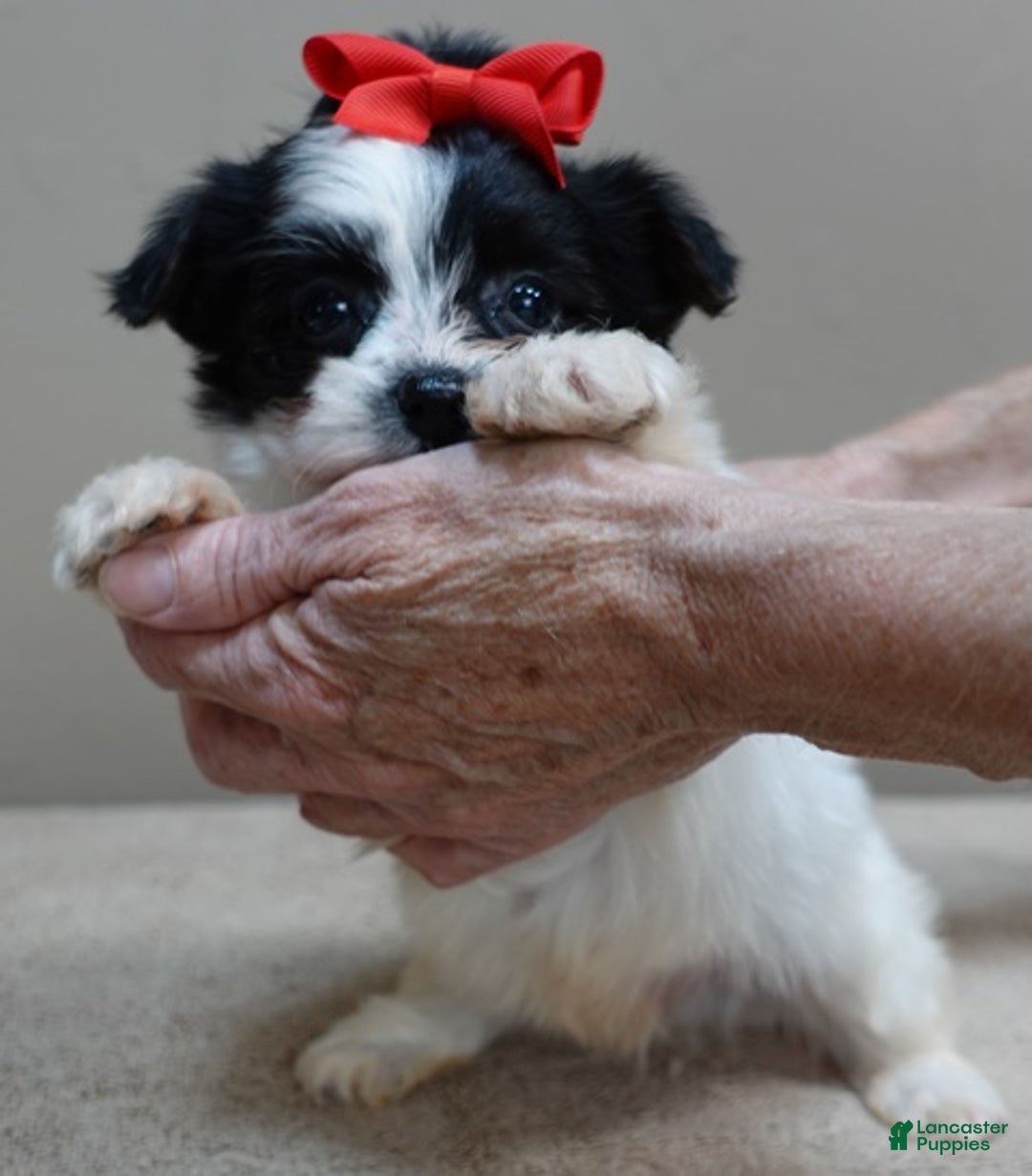 Yorkshire Terrier dogs for sale: Presley dob 10/13 - Ad 9