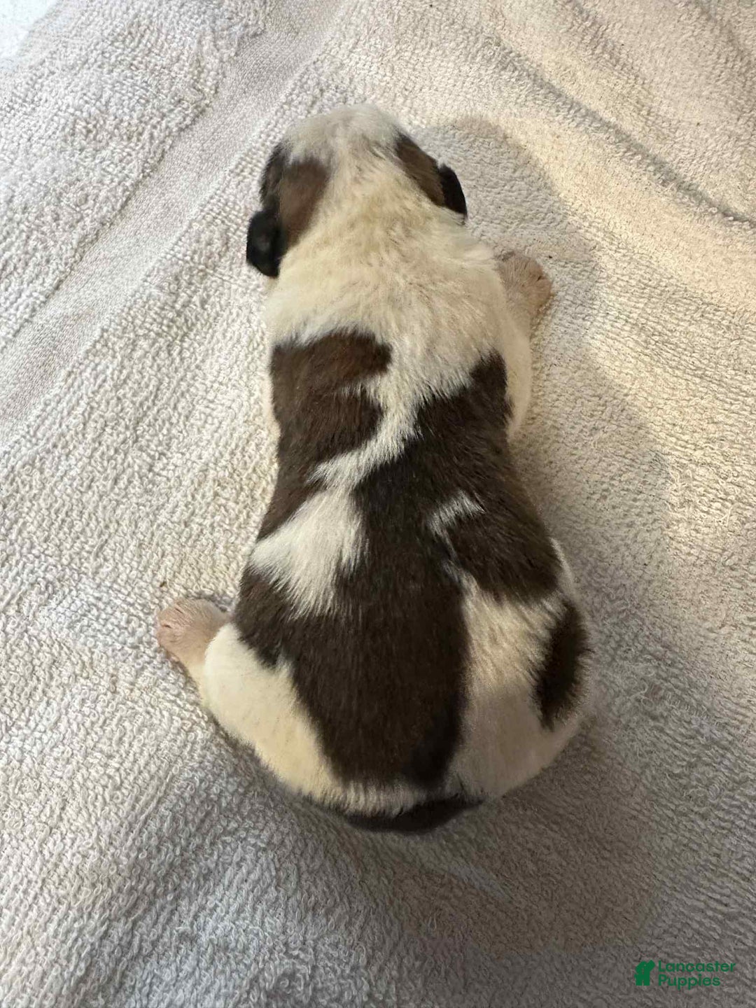 Saint Bernard dogs for sale: Puppy 4 - Ad 1