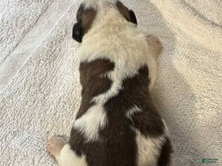 Saint Bernard dogs Puppy 4 - Ad 41