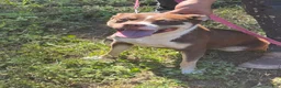Mixed Breed dogs for sale: Mixed Breed Puppy 3 - Ad 2