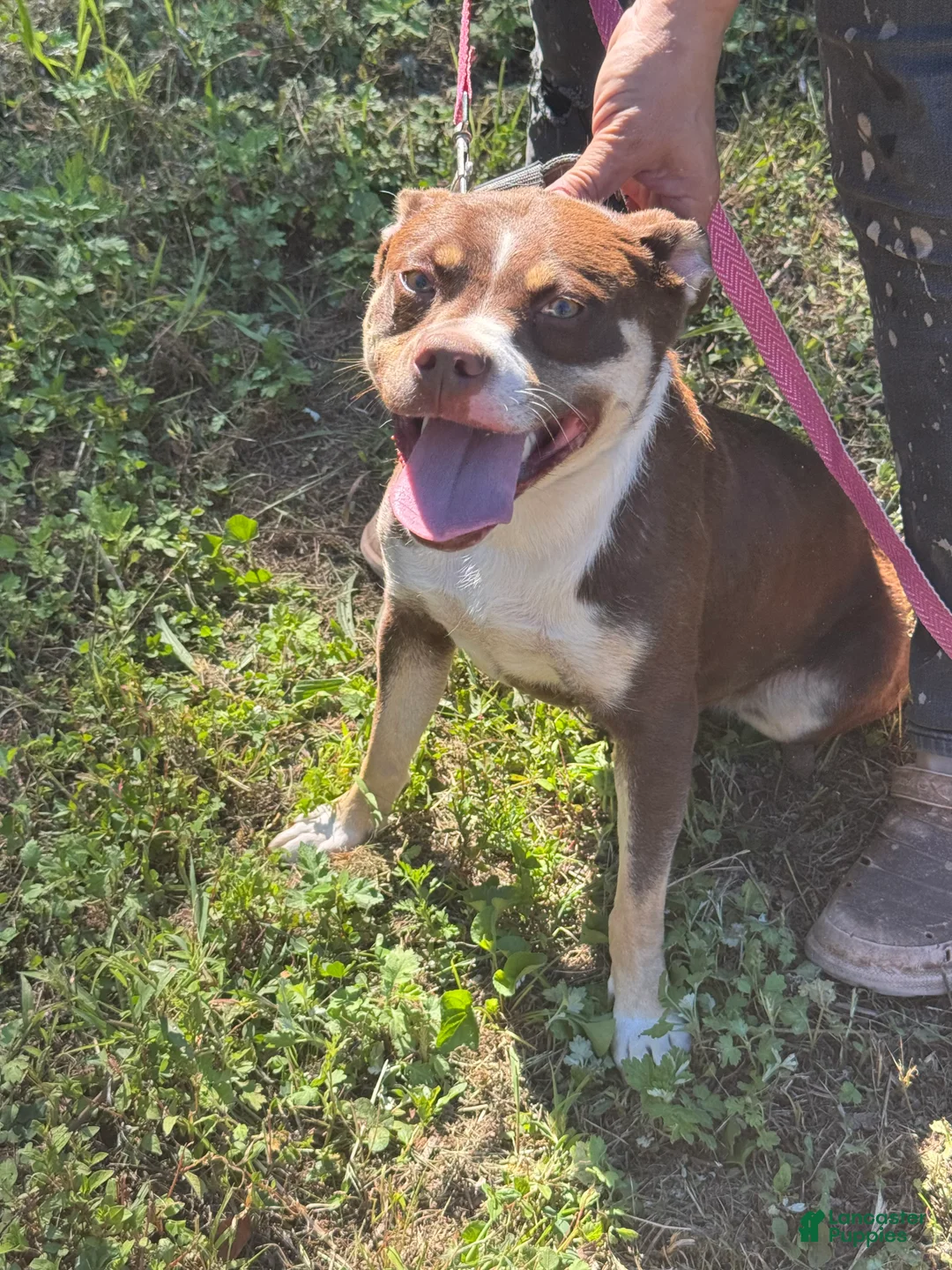 Mixed Breed dogs for sale: Mixed Breed Puppy 3 - Ad 2