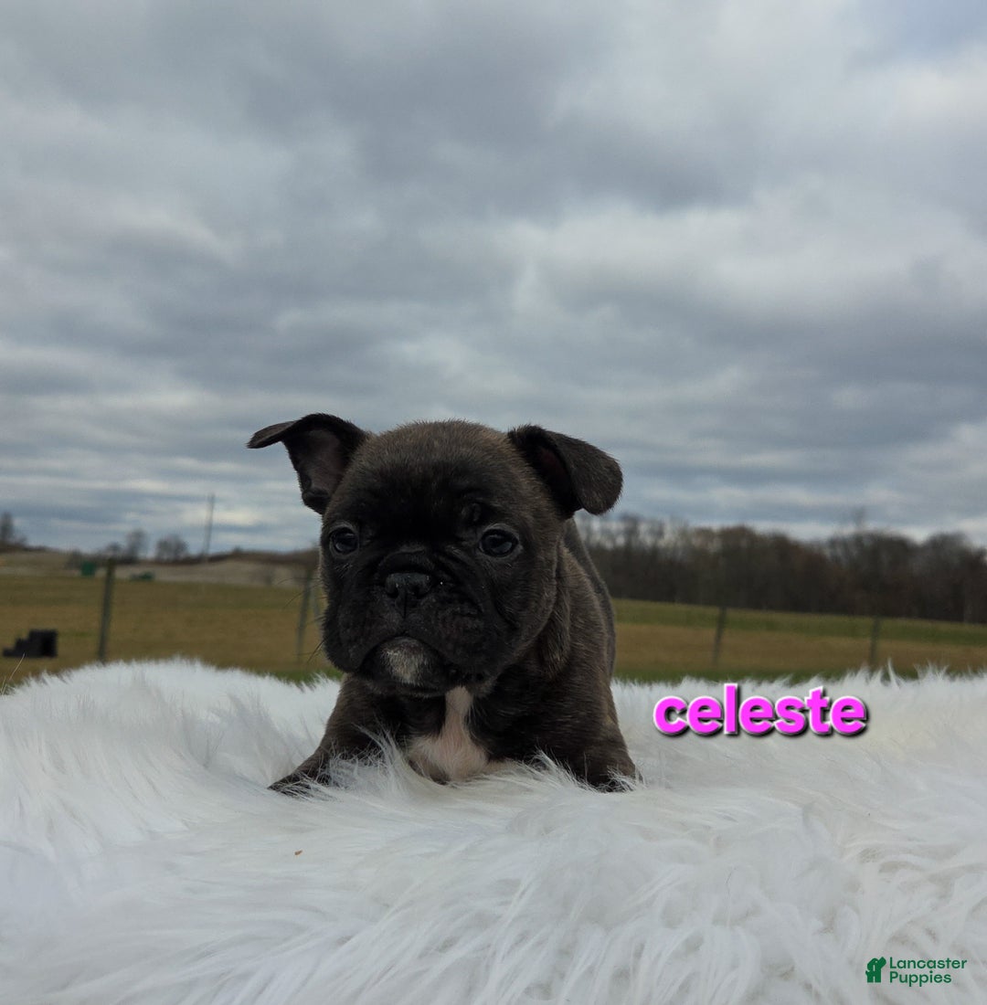 Frenchton dogs for sale: Celeste  - Ad 4