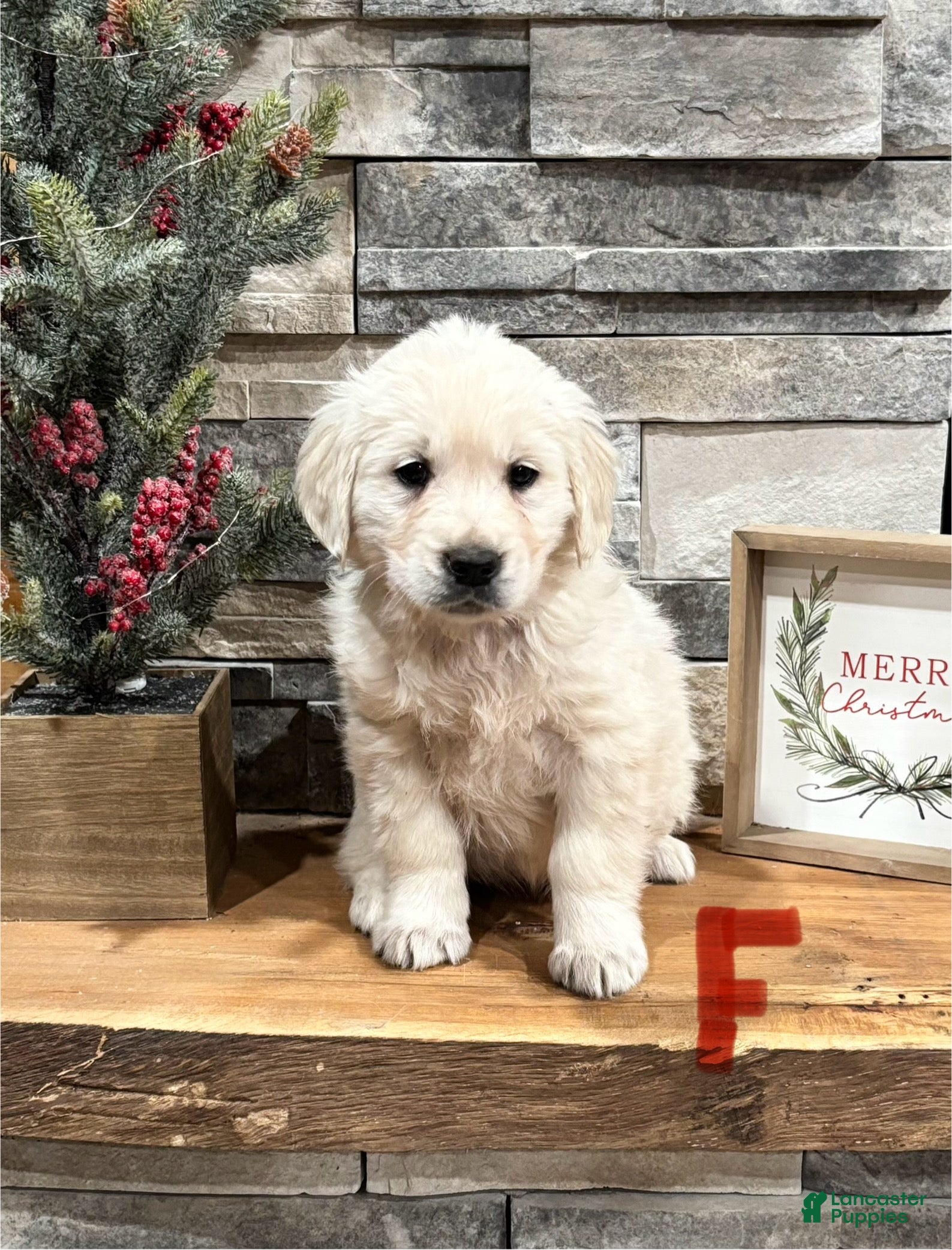 Golden Retriever dogs Macy  - Ad 28