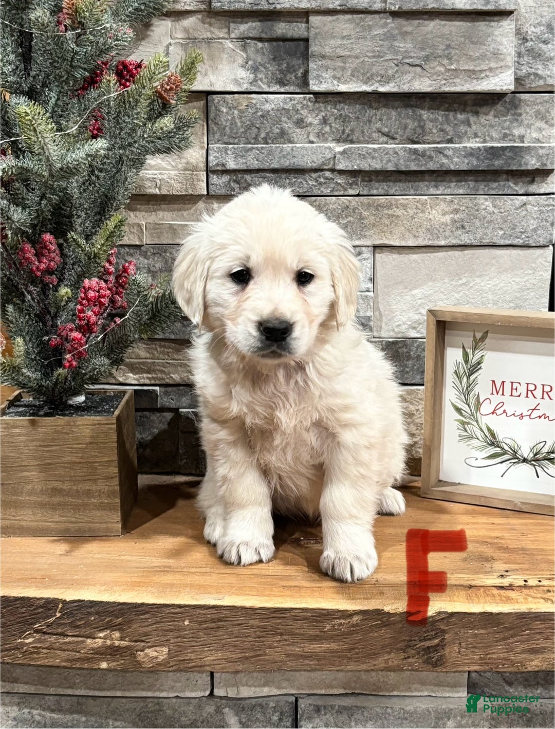 Golden Retriever dogs for sale: Macy  - Ad 1