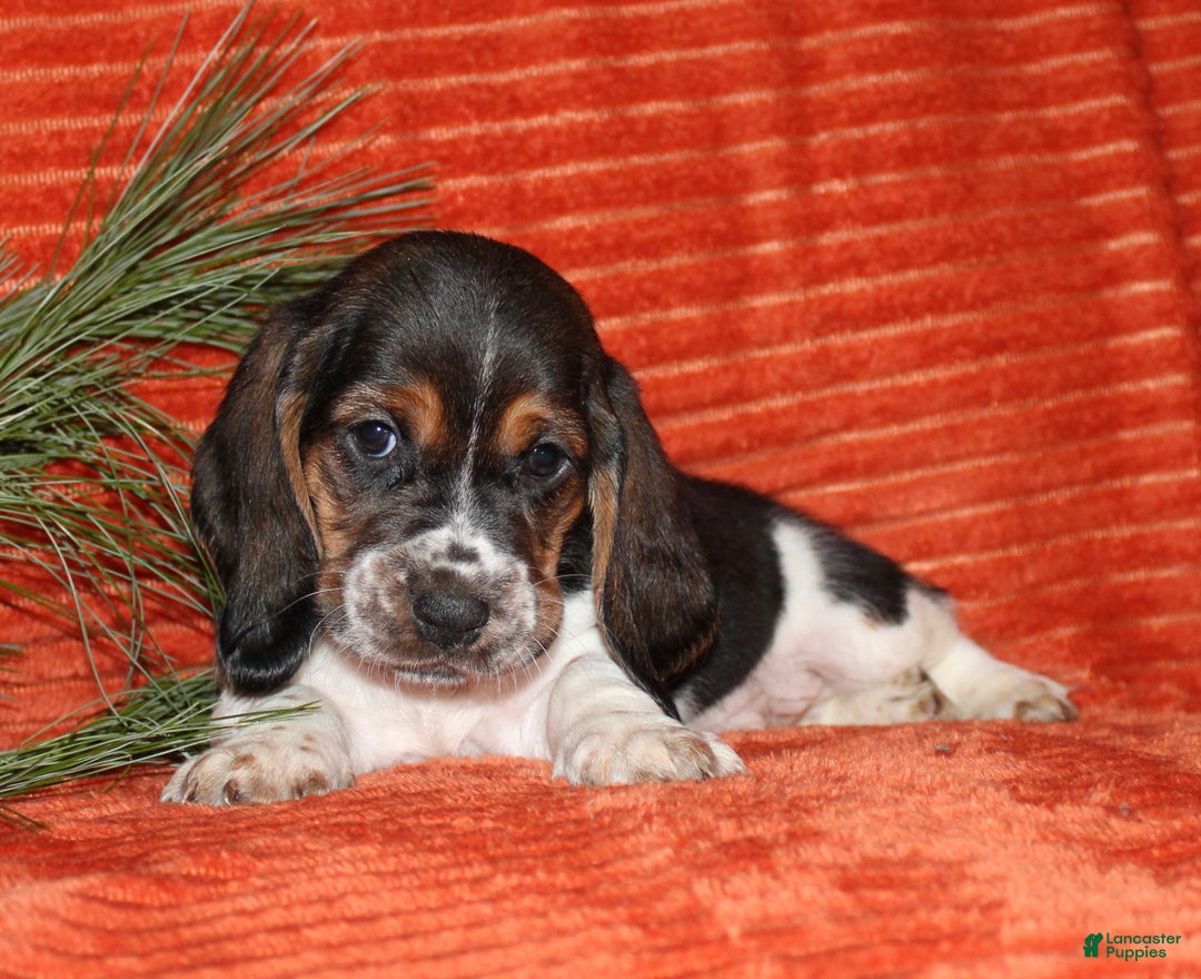 Basset Hound dogs for sale: Smiley - Ad 2