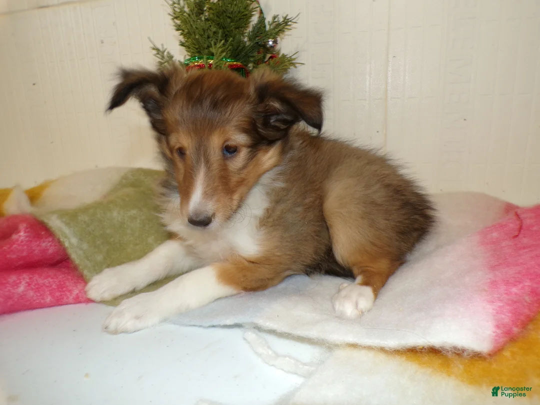 Shetland Sheepdog dogs for sale: Shetland Sheepdog Puppy 2 Marcella - Ad 4