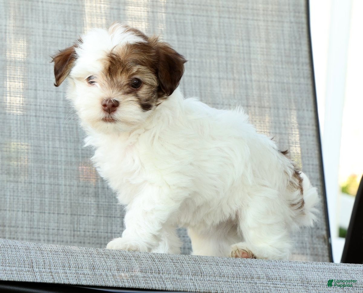 Havanese dogs for sale: Lula - Ad 8