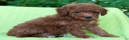 Mini Goldendoodle dogs for sale: Connor - Ad 7