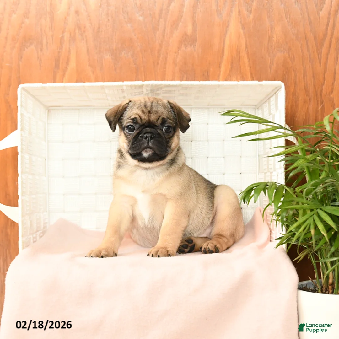 Pug dogs for sale: Precious - Ad 1
