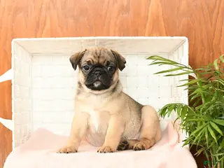 Pug dogs for sale: Precious - Ad 2