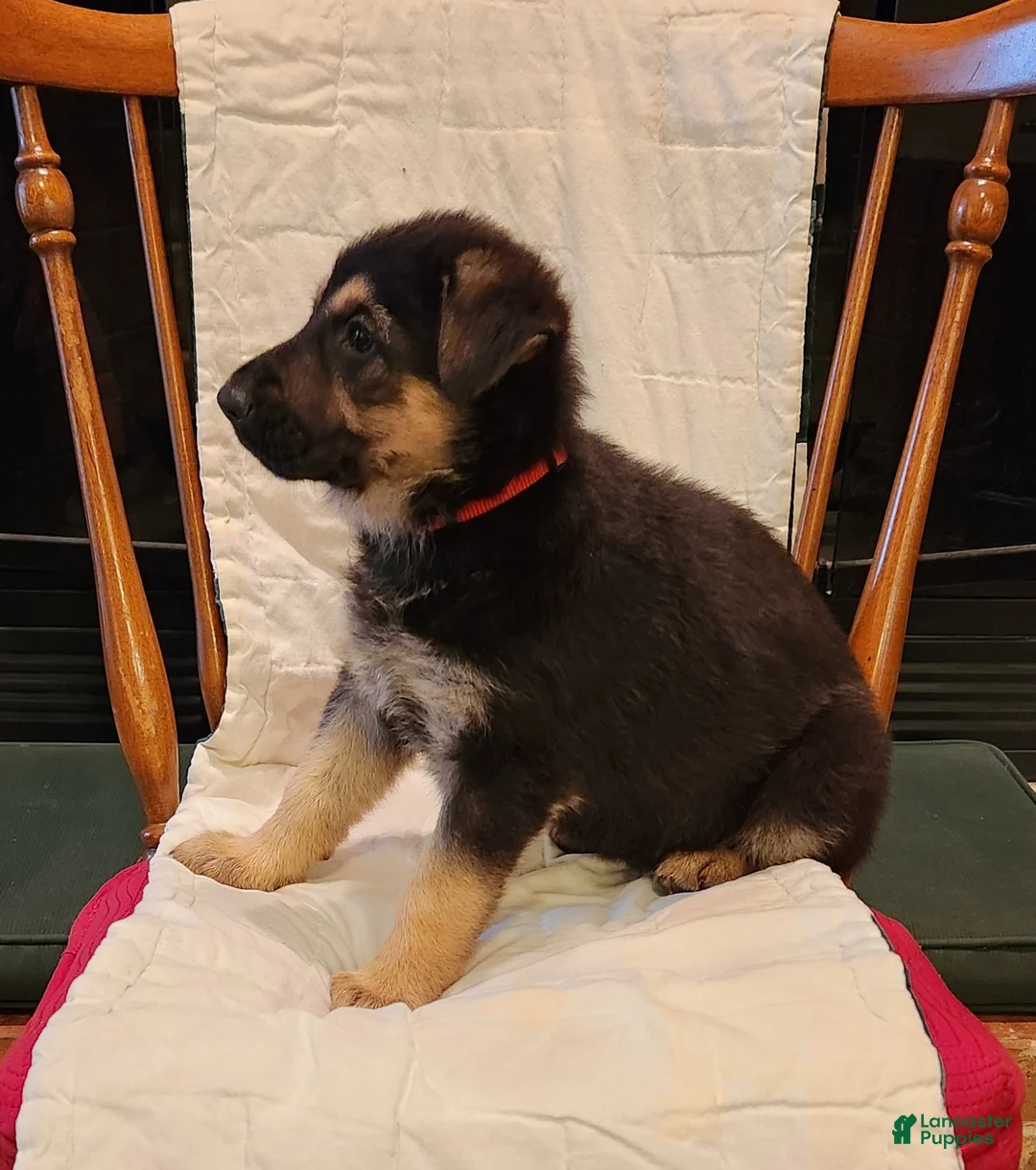 German Shepherd dogs for sale: German Shepherd Puppy 3 - Red - Ad 22