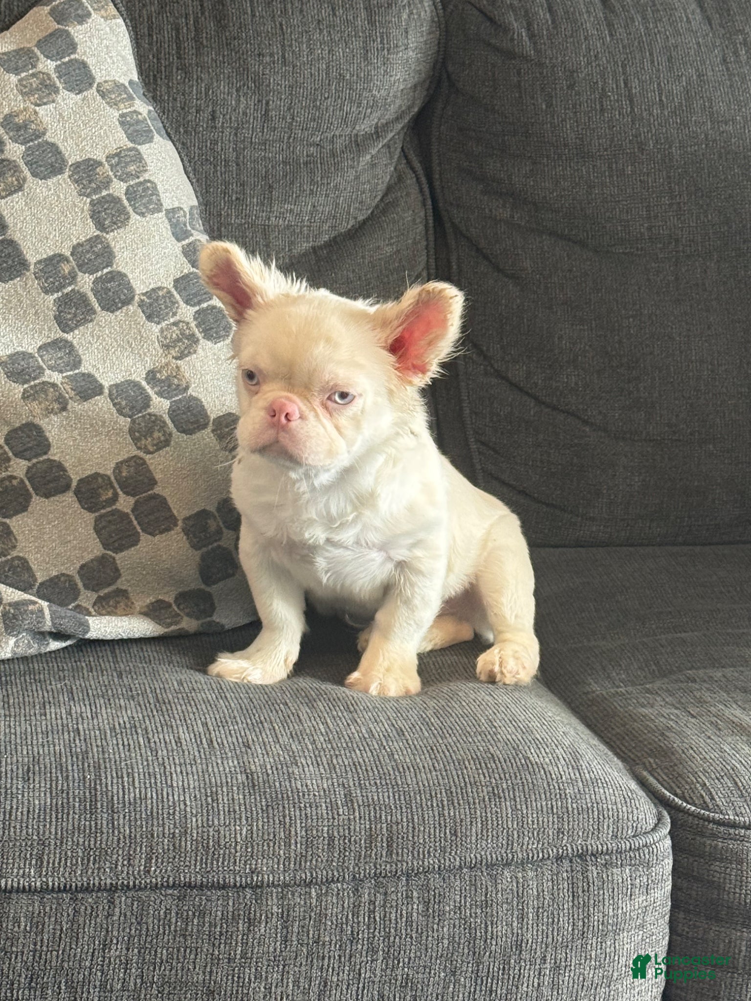 French Bulldog dogs Pink Pookie - Ad 2