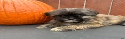 Shih Tzu dogs for sale: Waffle - Ad 8