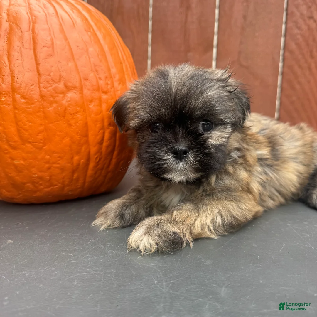 Shih Tzu dogs for sale: Waffle - Ad 8