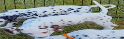 Dalmatian dogs for sale: Green Shamrock (Liver color)  - Ad 4