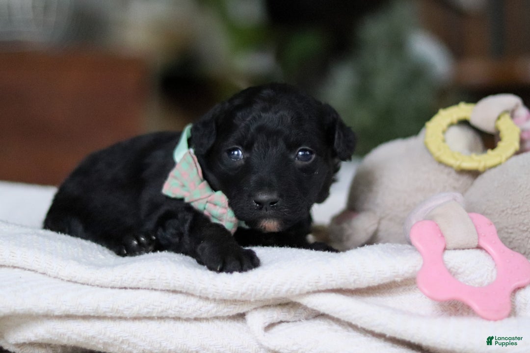 Mixed Breed dogs for sale: Shadow - Ad 2