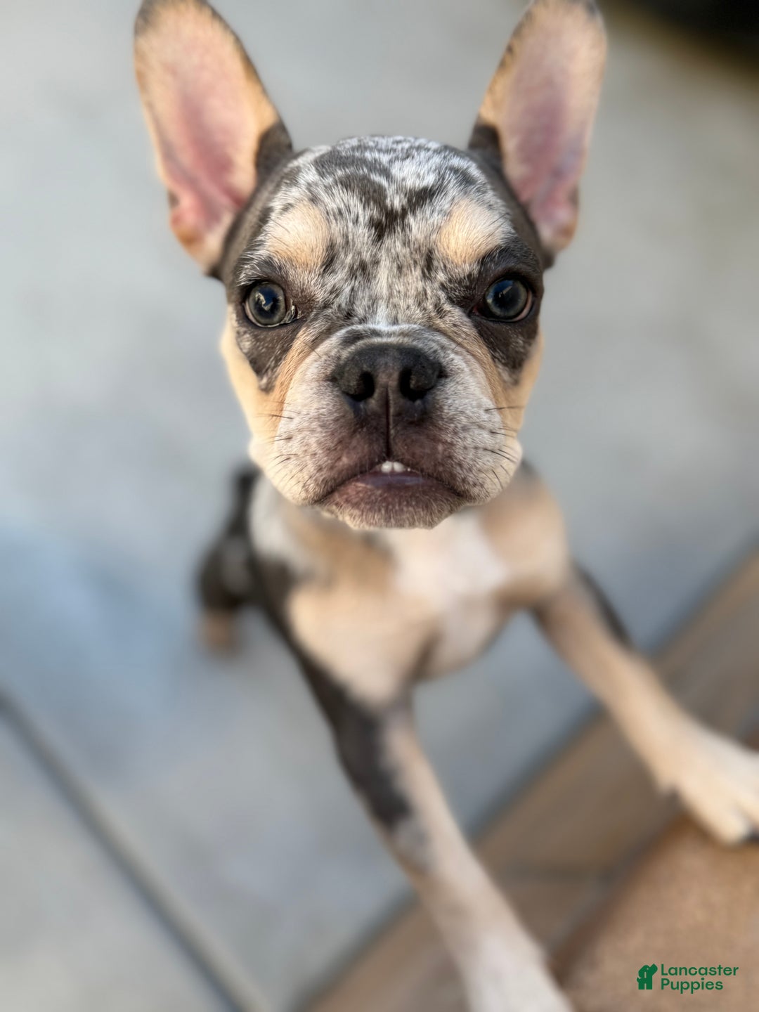 French Bulldog dogs for sale: Neptune - Ad 13