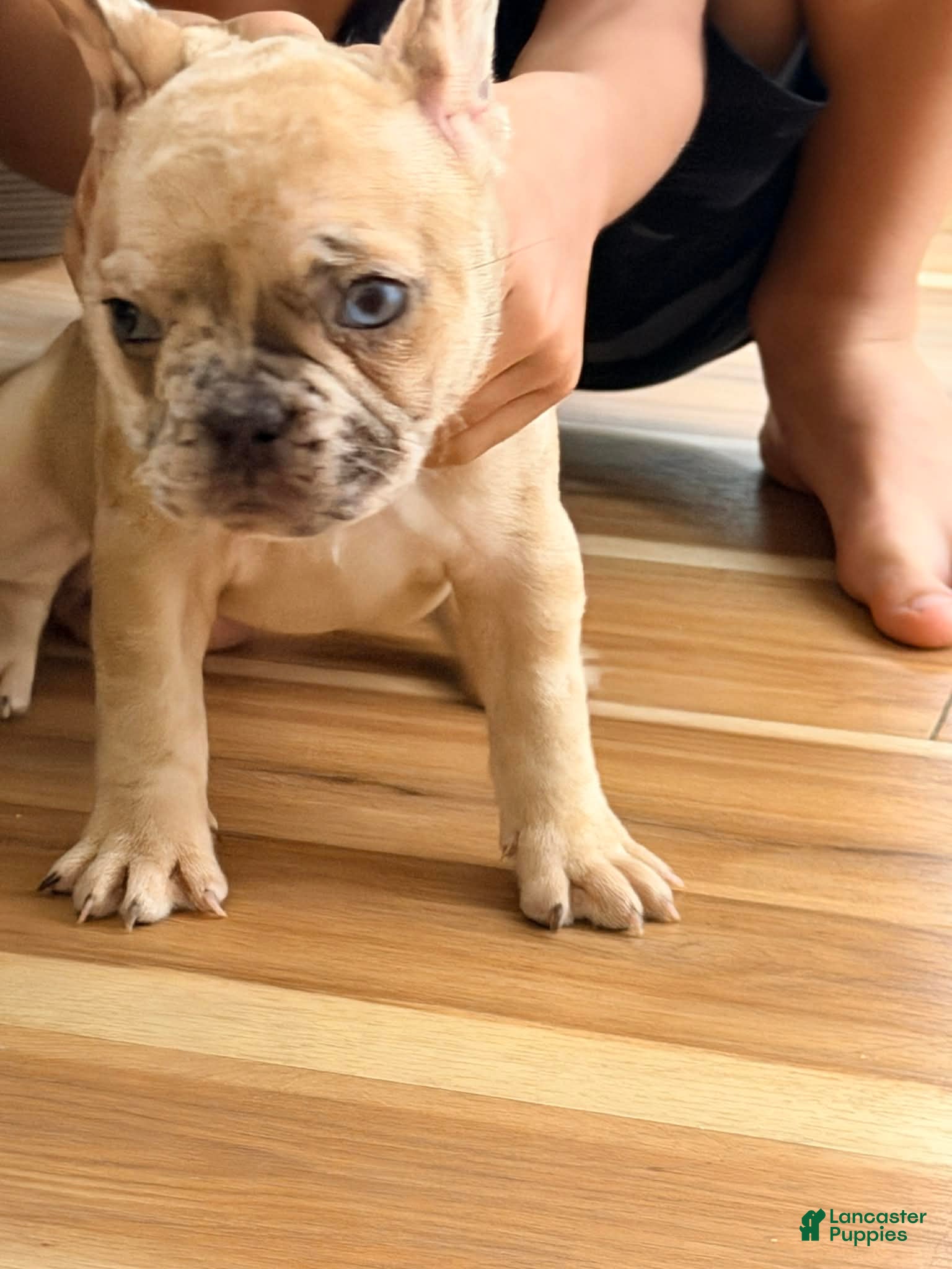 French Bulldog dogs Female Frenchie - Ad 26