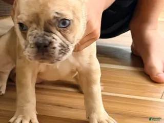 French Bulldog dogs Female Frenchie - Ad 26