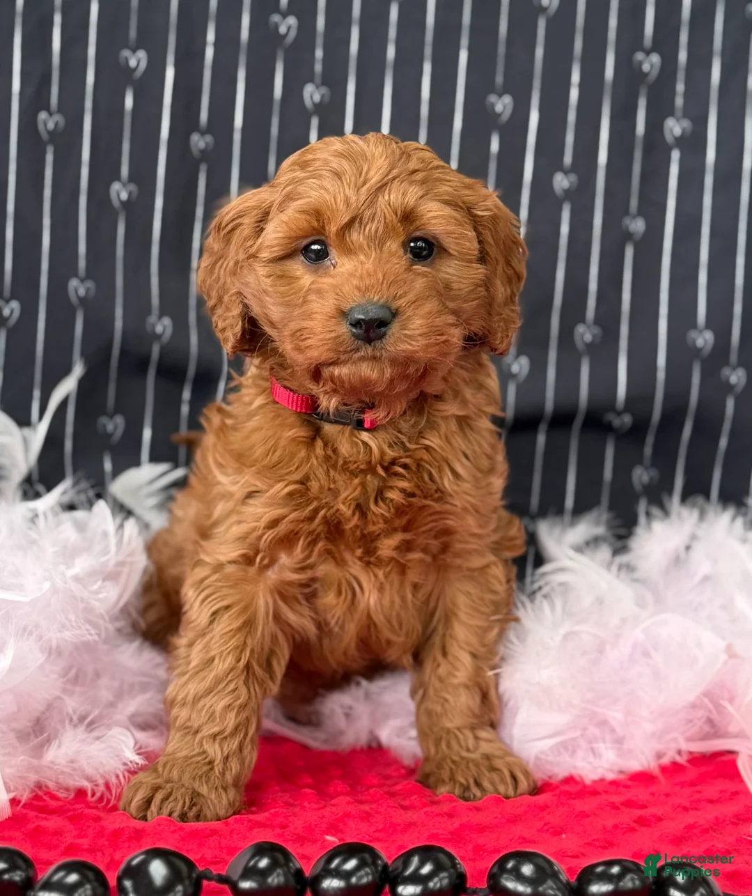 Cavapoo dogs for sale: Dallas - Ad 7