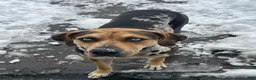 Mixed Breed dogs for sale: Mixed Breed Puppy 5 - Ad 6