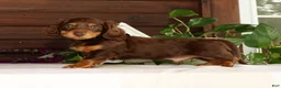 Miniature Dachshund dogs for sale: Teddy - Ad 5