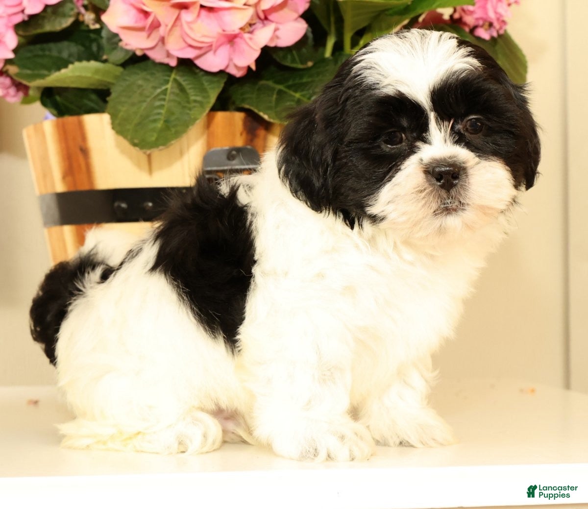 Malshi dogs for sale: Manny - Ad 8