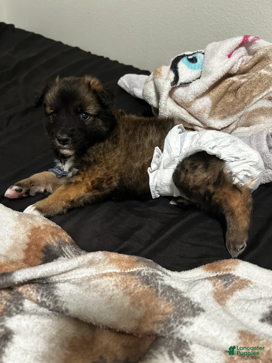 Mixed Breed dogs for sale: Mixed Breed Puppy 1 - Ad 2