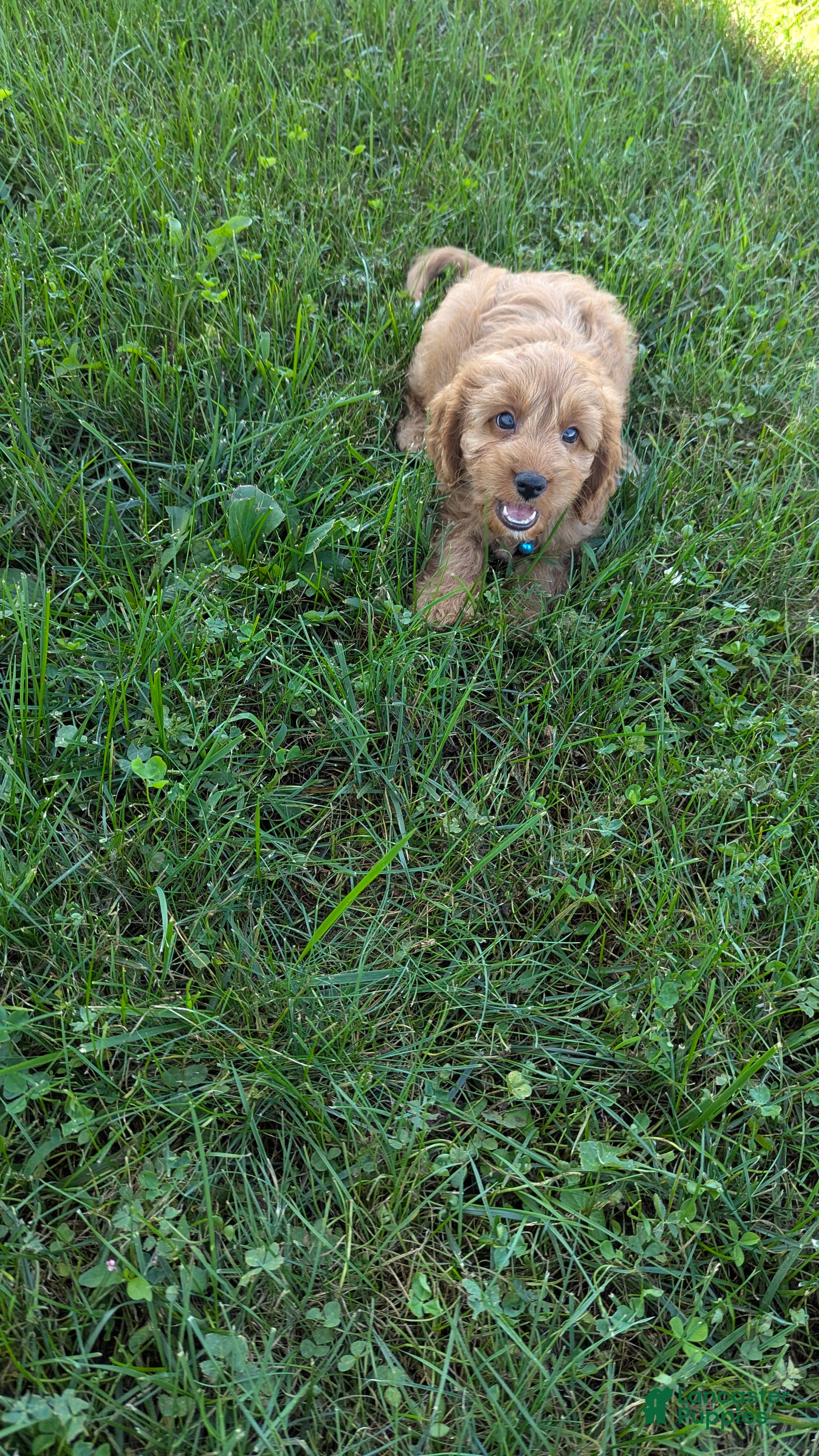 Cavapoo dogs Casper - Ad 2
